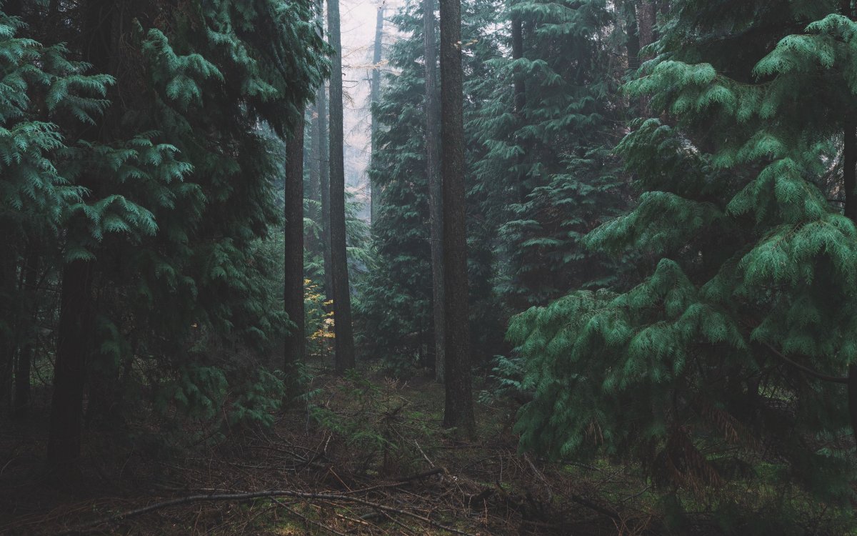 Туманный лес эстетика