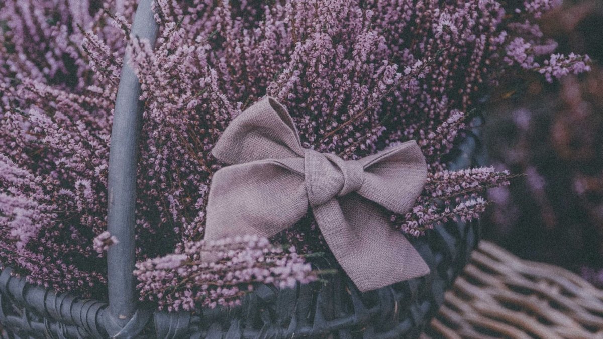 Лаванда (Lavandula) Эстетика
