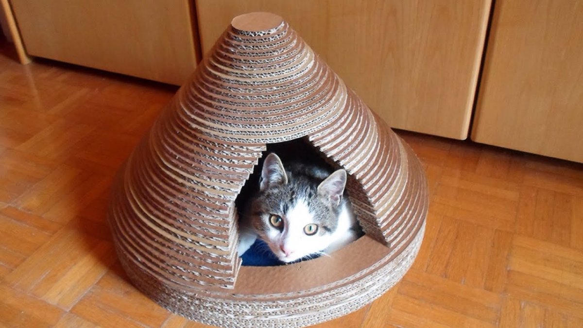 Кошка живет в домике