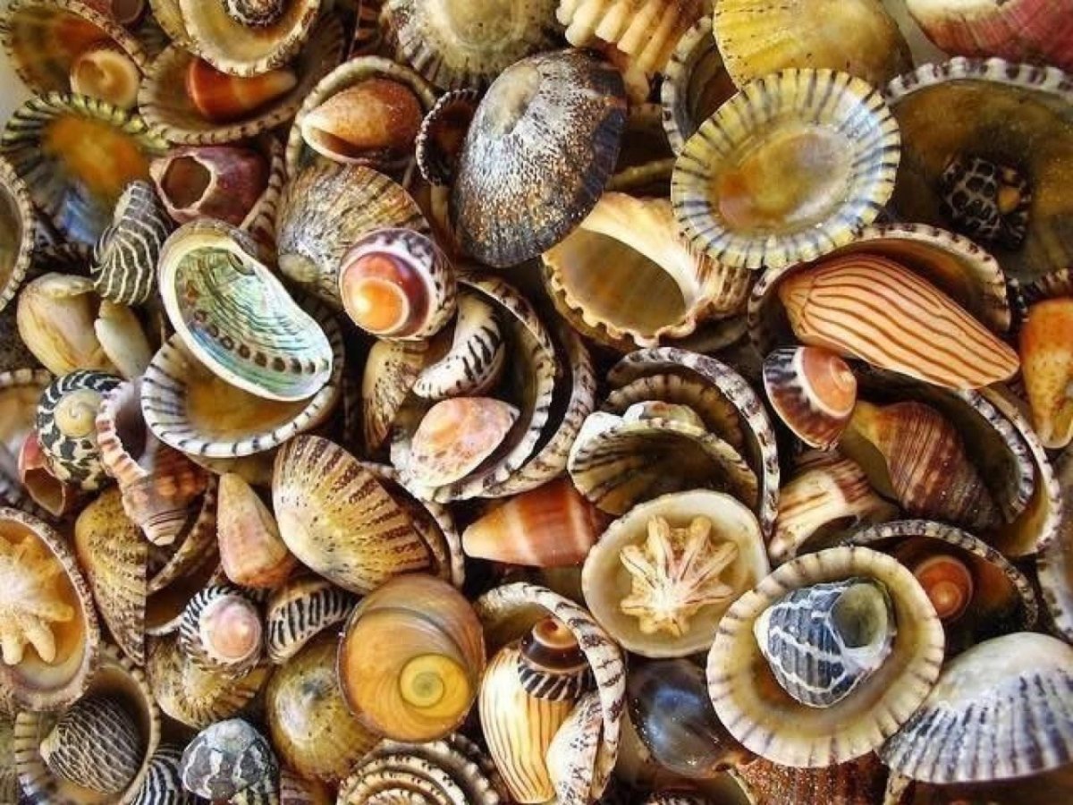 Конфеты Belgian Chocolate Seashells