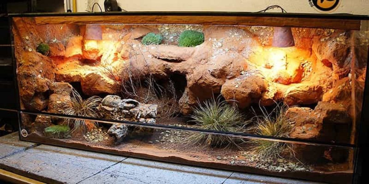 Bearded Dragon Terrarium