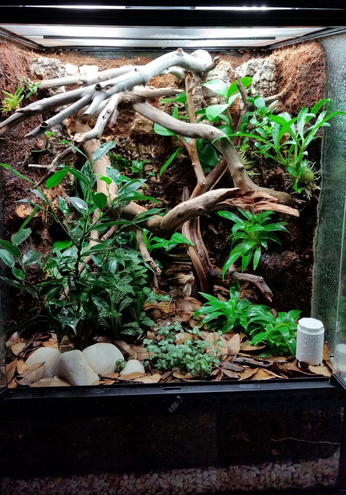 Crested Gecko Terrarium