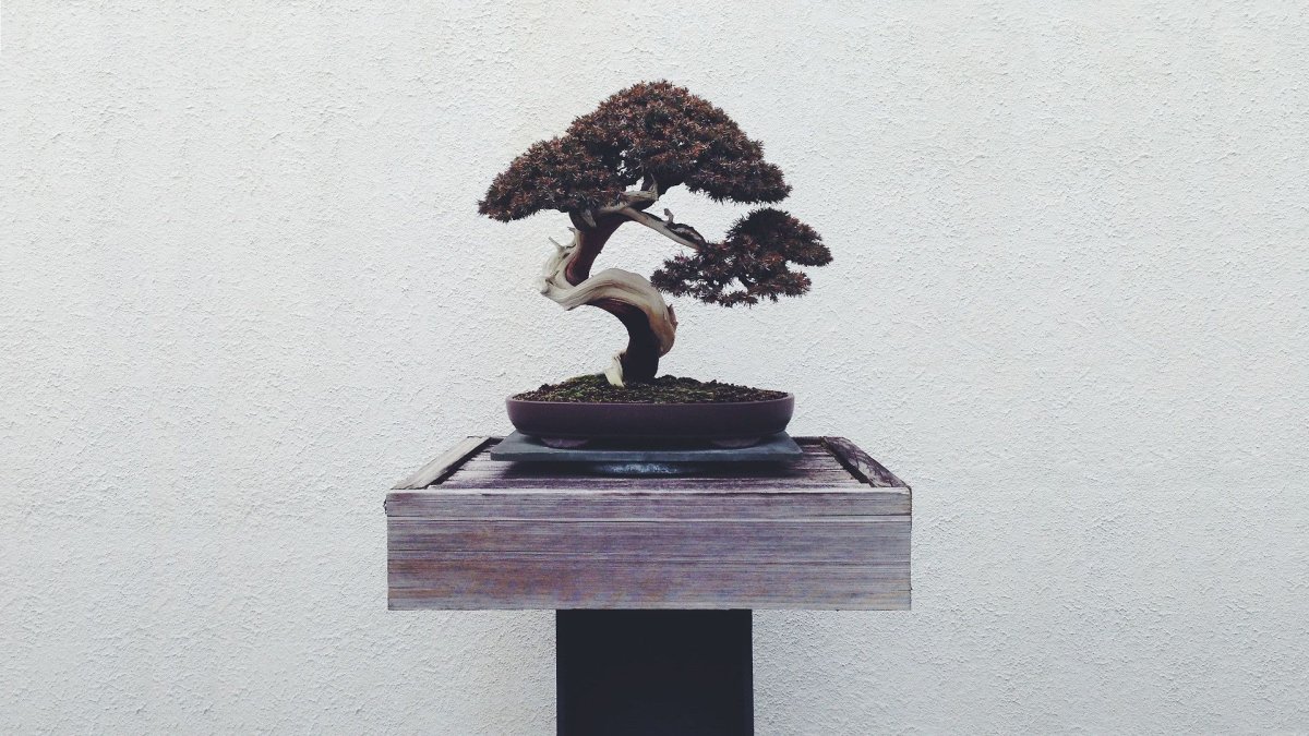 Artcoolpresent бонсай