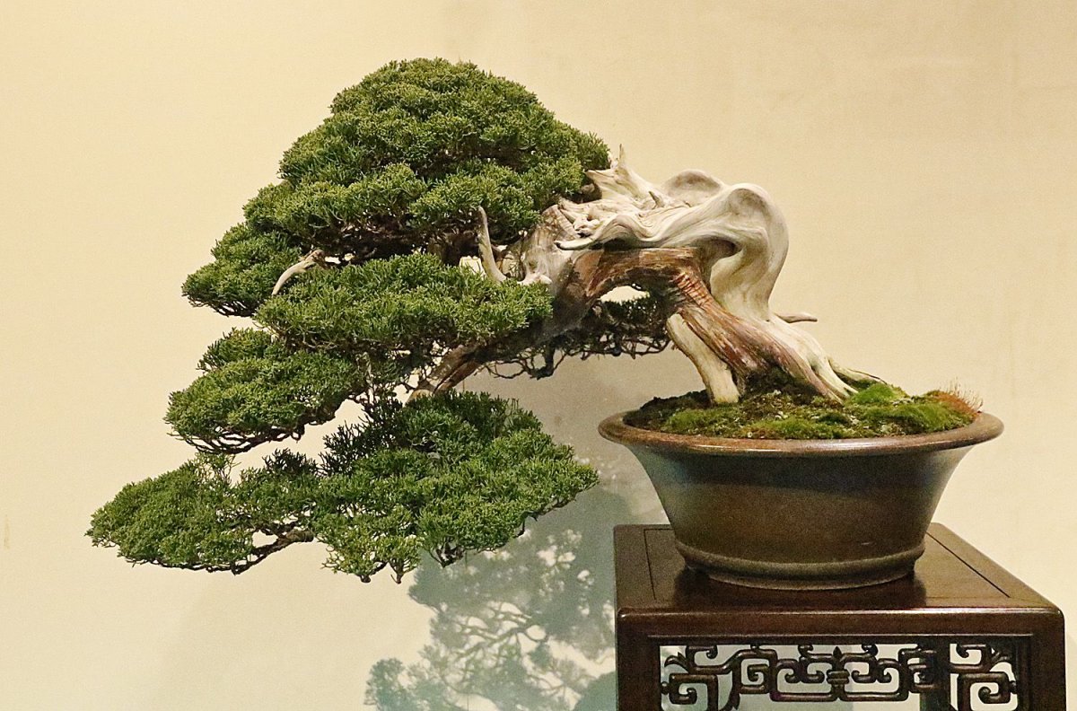 Hobbiton Bonsai Pot Gambody SLA