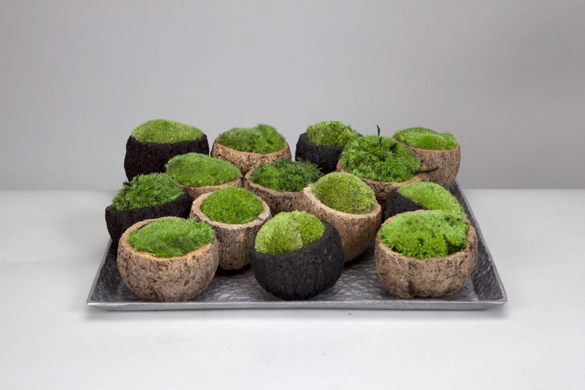 Дерево Bonsai 4k