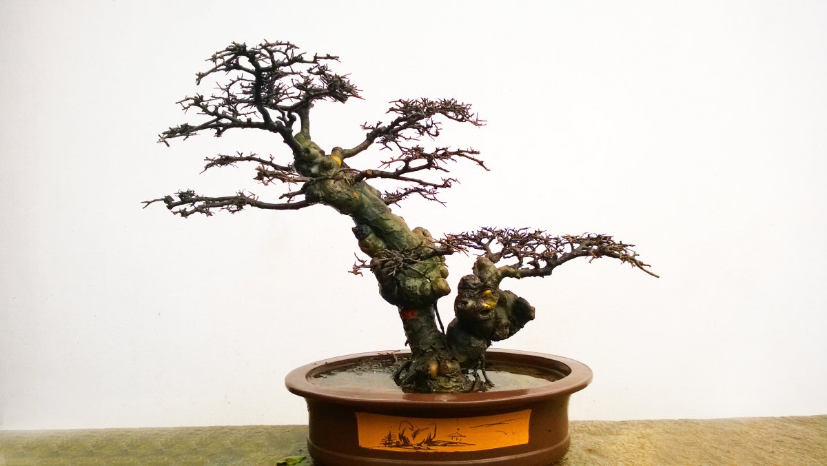 Бонсай 3d модель