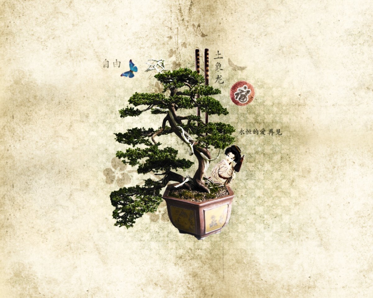 Dragon Tree Bonsai