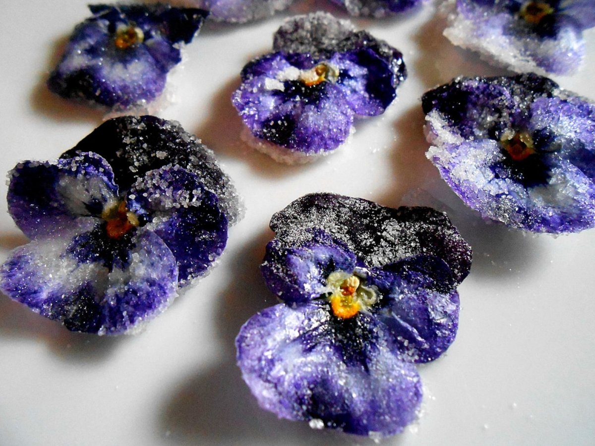 Фиалка Pink African Violet
