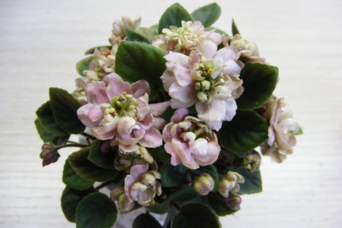 Фиалка Pink Mint