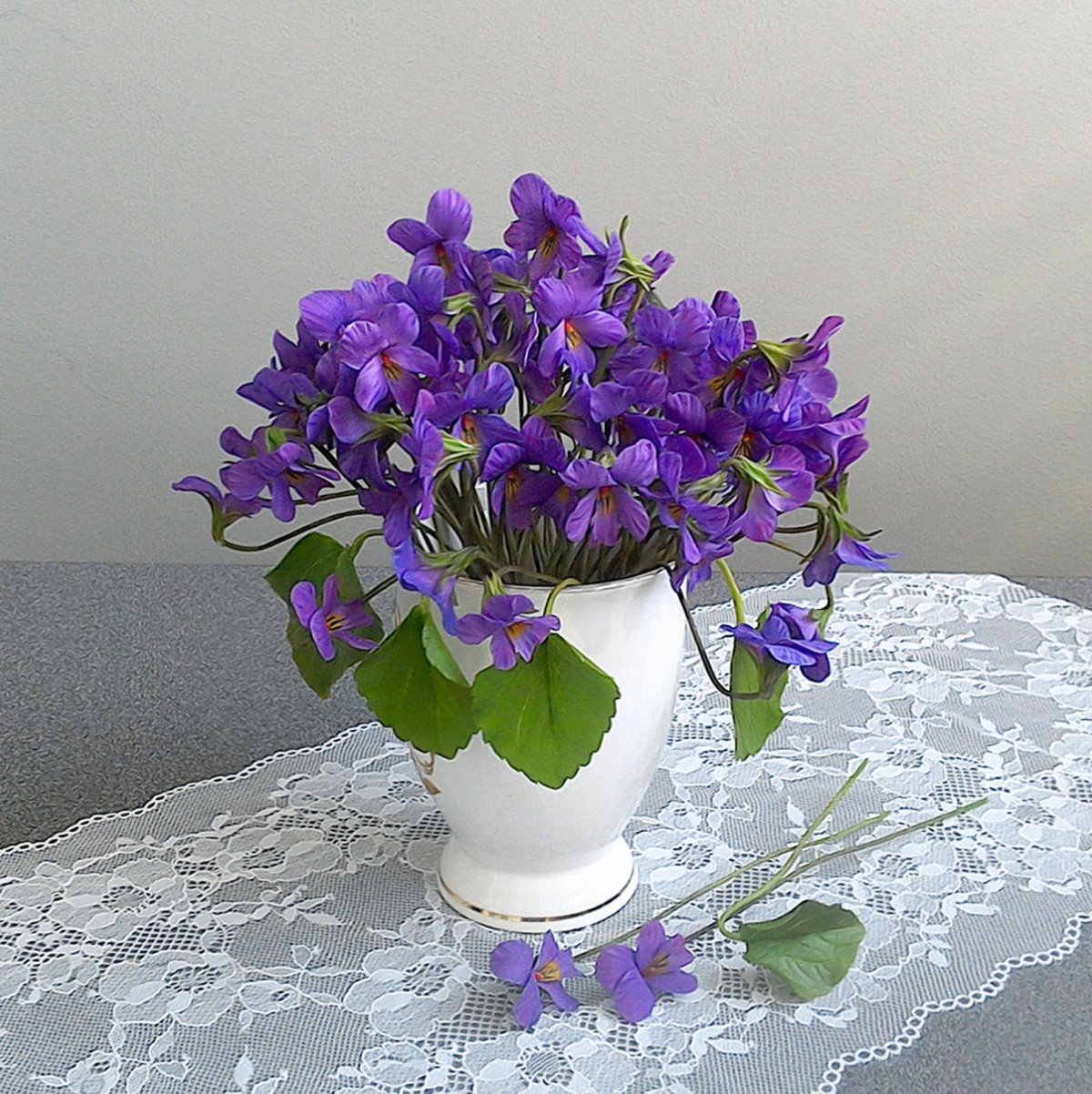 Saintpaulia botanika фиалка