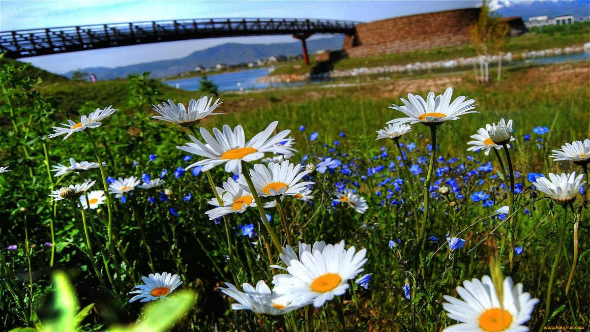 Цветы в лучах солнца