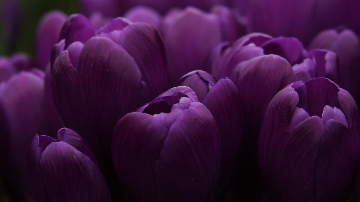 Тюльпан Purple Sky