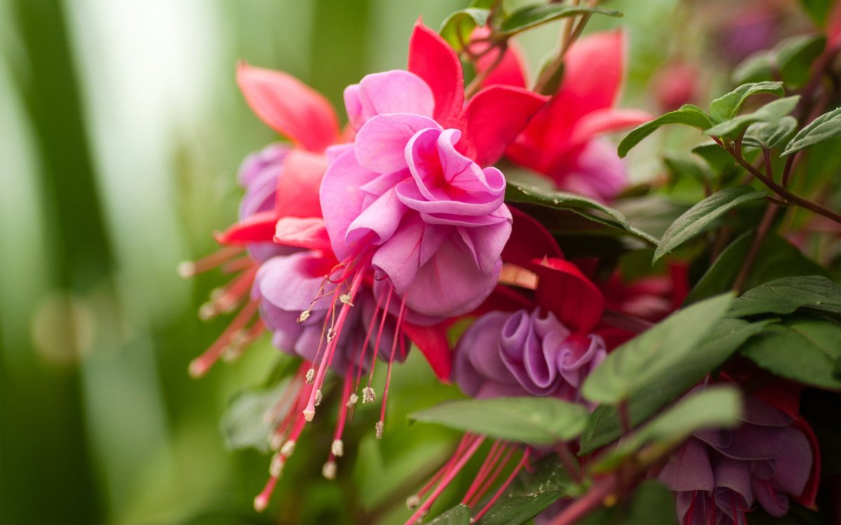 Фуксия Pink colore