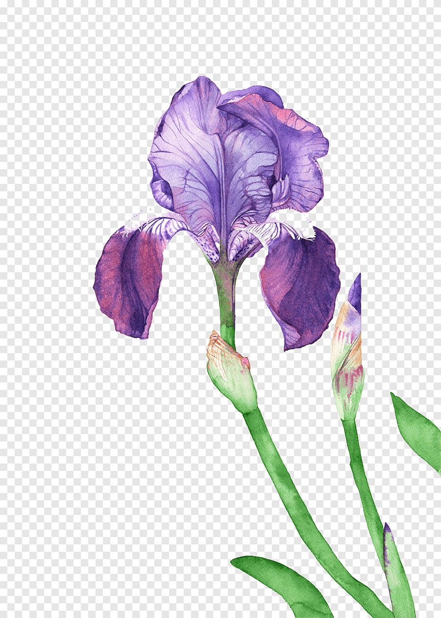 Watercolor Print Ирис