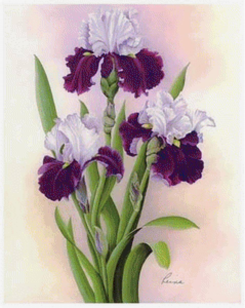 Ирисы для декупажа