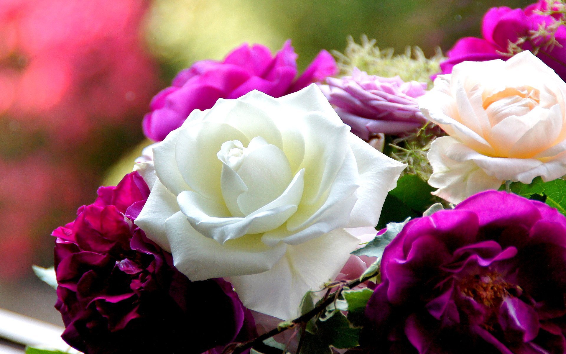 Фотки красивых роз. Очень красивые цветы. Шикарные цветы. Роскошные розы. Пышные цветы.