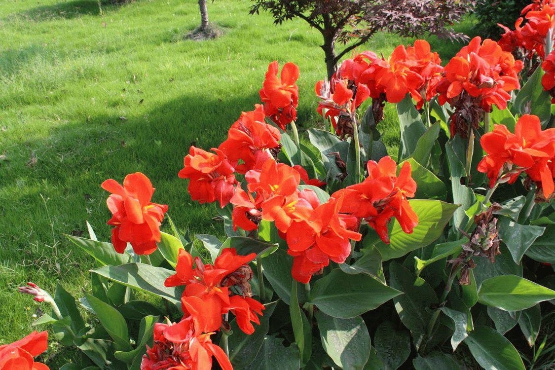Канна Амбассадор