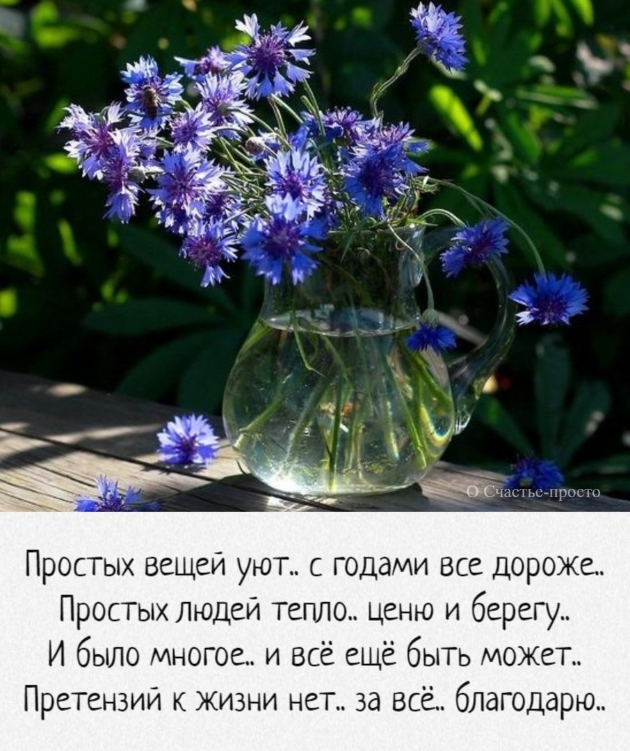 Сталькова васильки