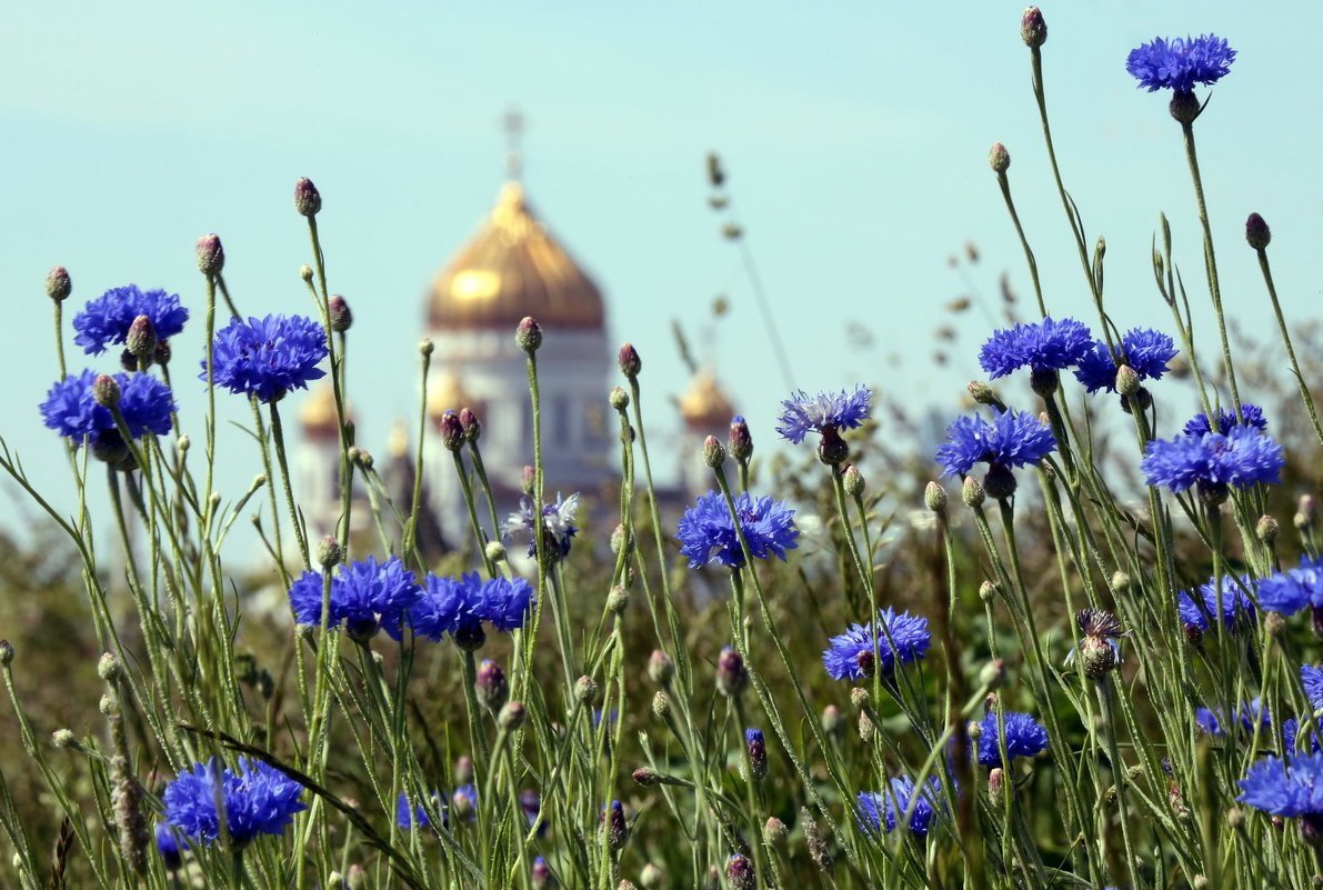 Храм поле Васильков