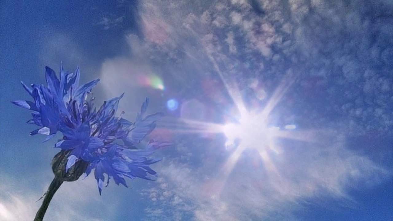 Небо васильки. Васильковое поле. Василек цветы. Небесные цветы. Синий цвет в природе.