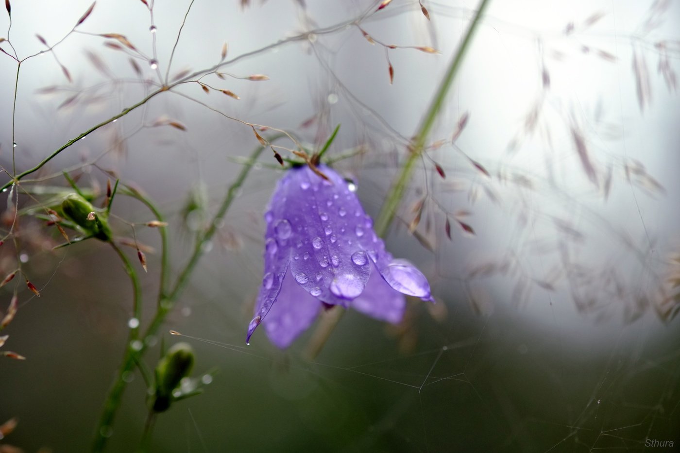Колокольчик осенью. Красивые колокольчики. Цветы после дождя. Растения под дождем. Цветок "колокольчик".