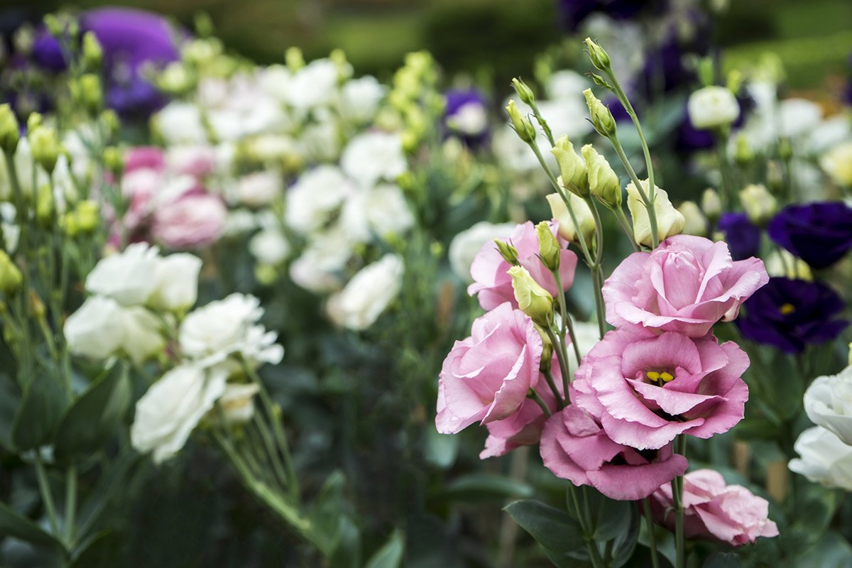 Эустома (Lisianthus)