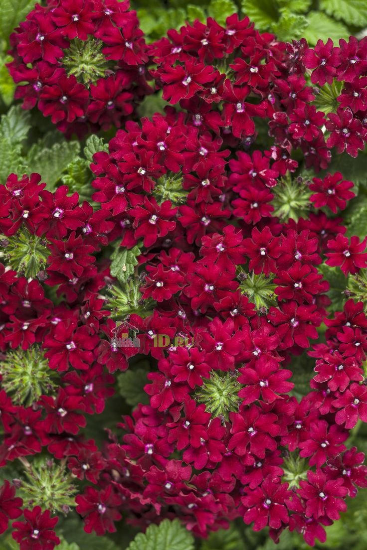 Вербена канадская (Verbena canadensis)