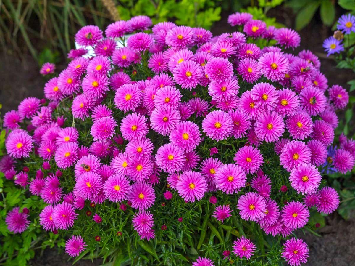 Aster цветок