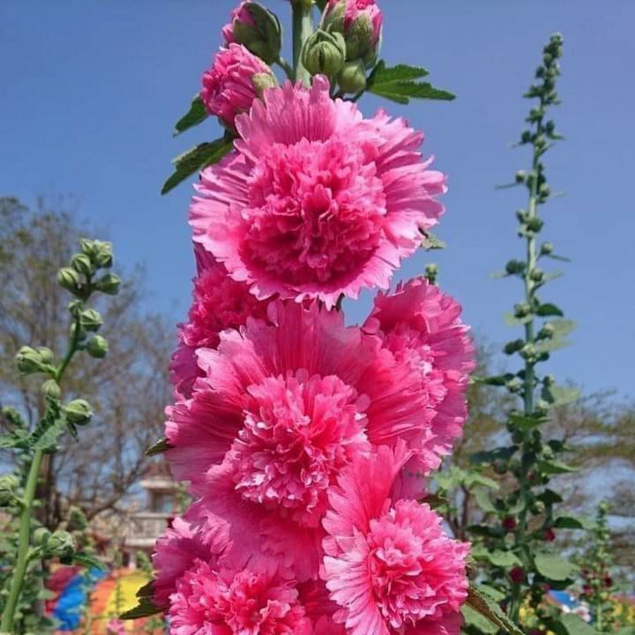 Мальва махровая многолетняя