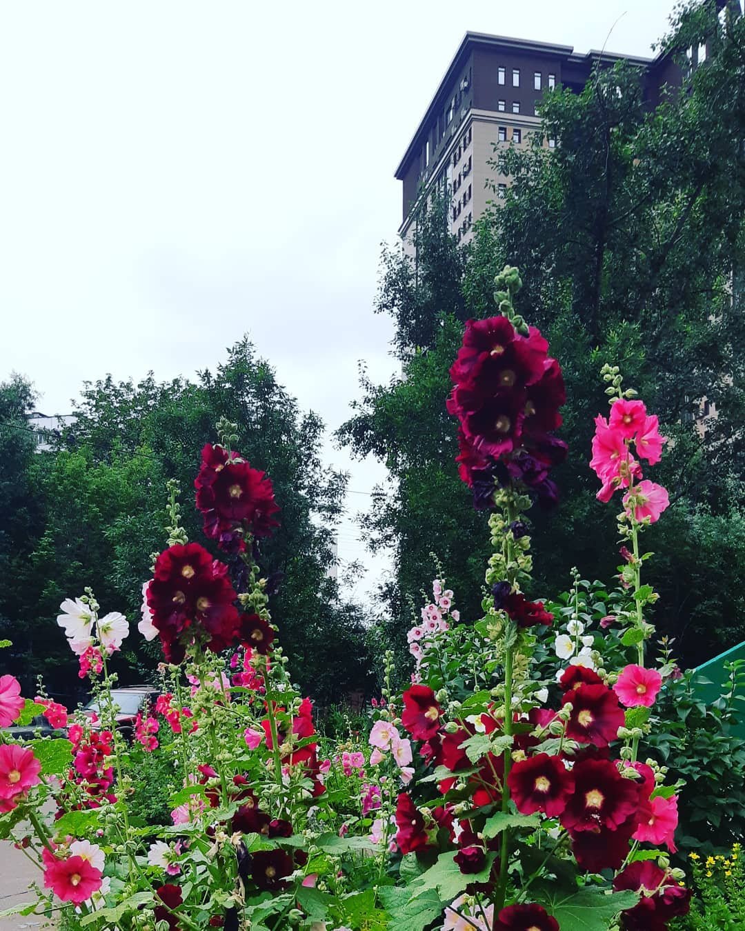 Мальва шток роза
