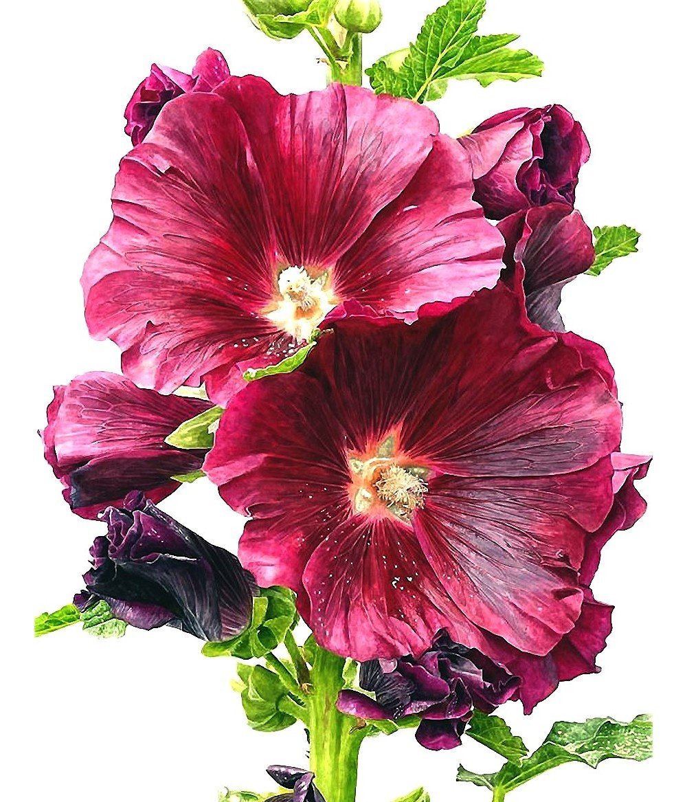 Fiore цветок