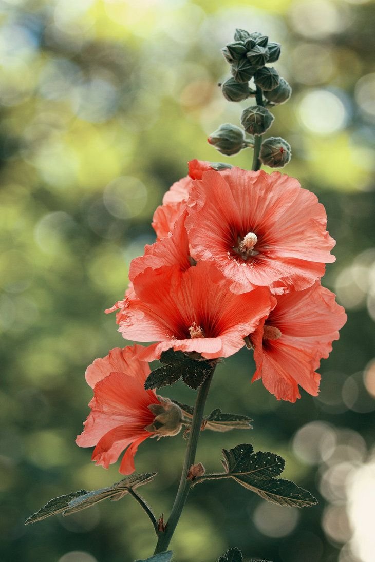 Hollyhock Soap