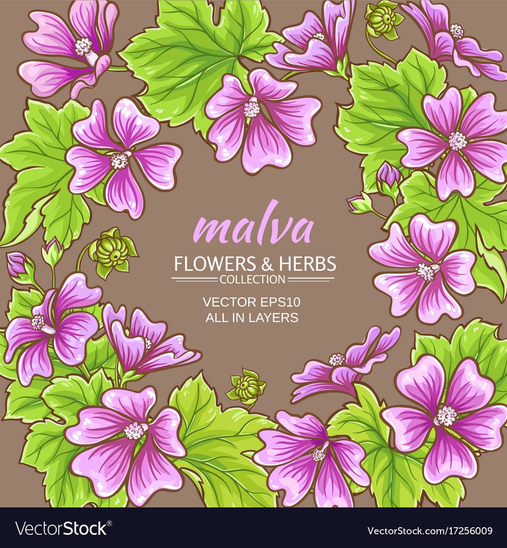 Мальва белая