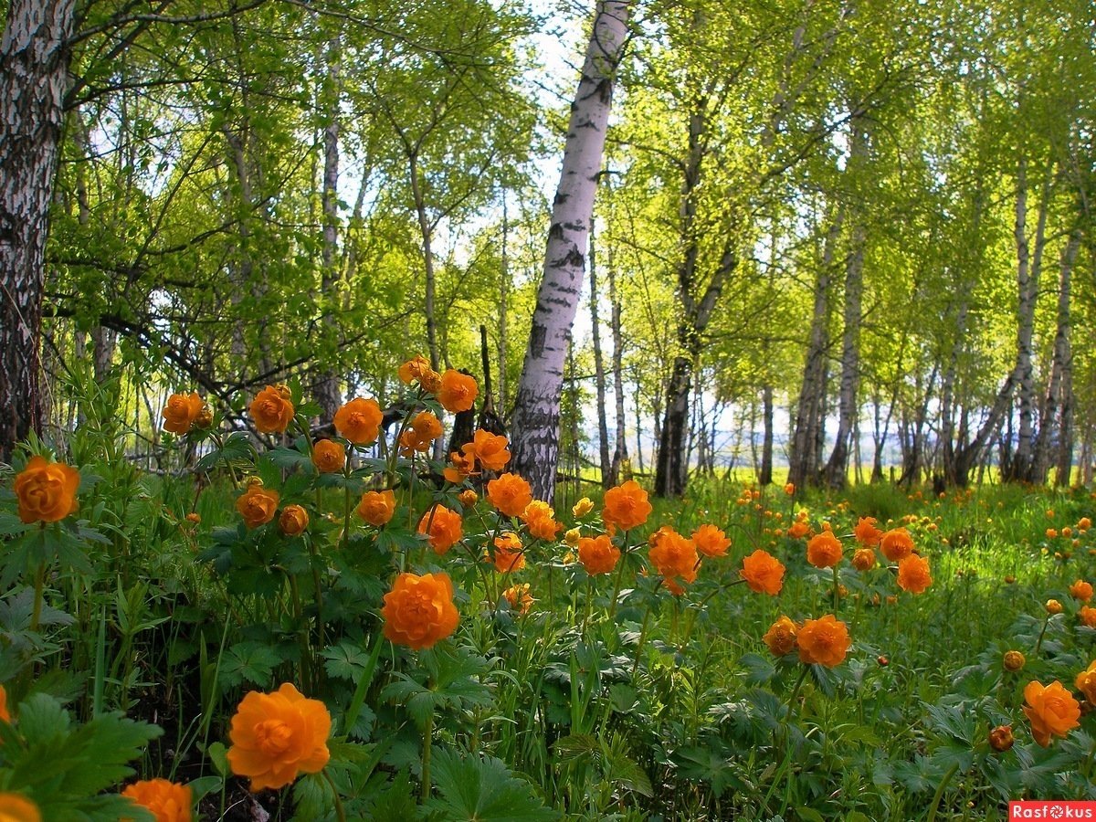 Купальница Сибирская