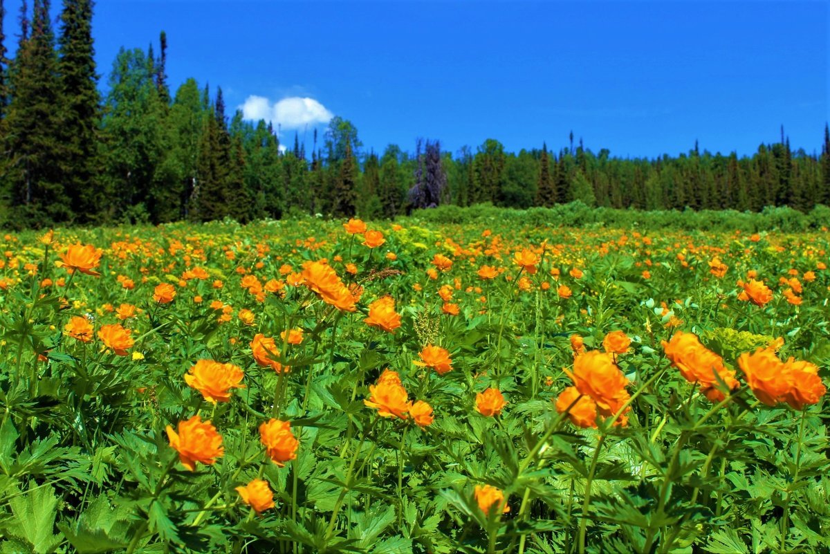 Купальница азиатская