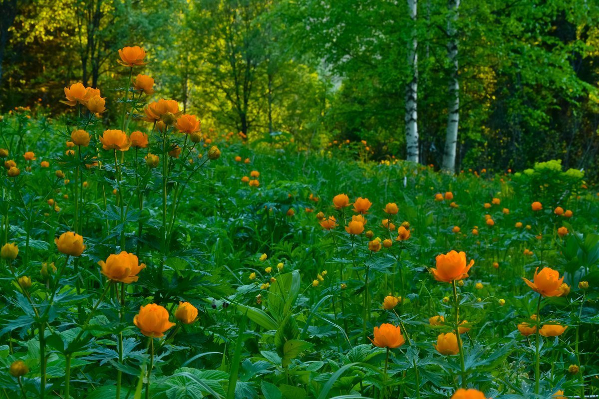 Алтай купальница огоньки цветут