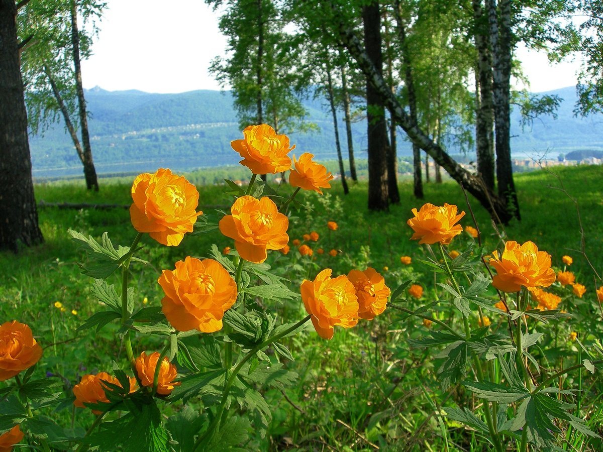 Купальница азиатская на Алтае