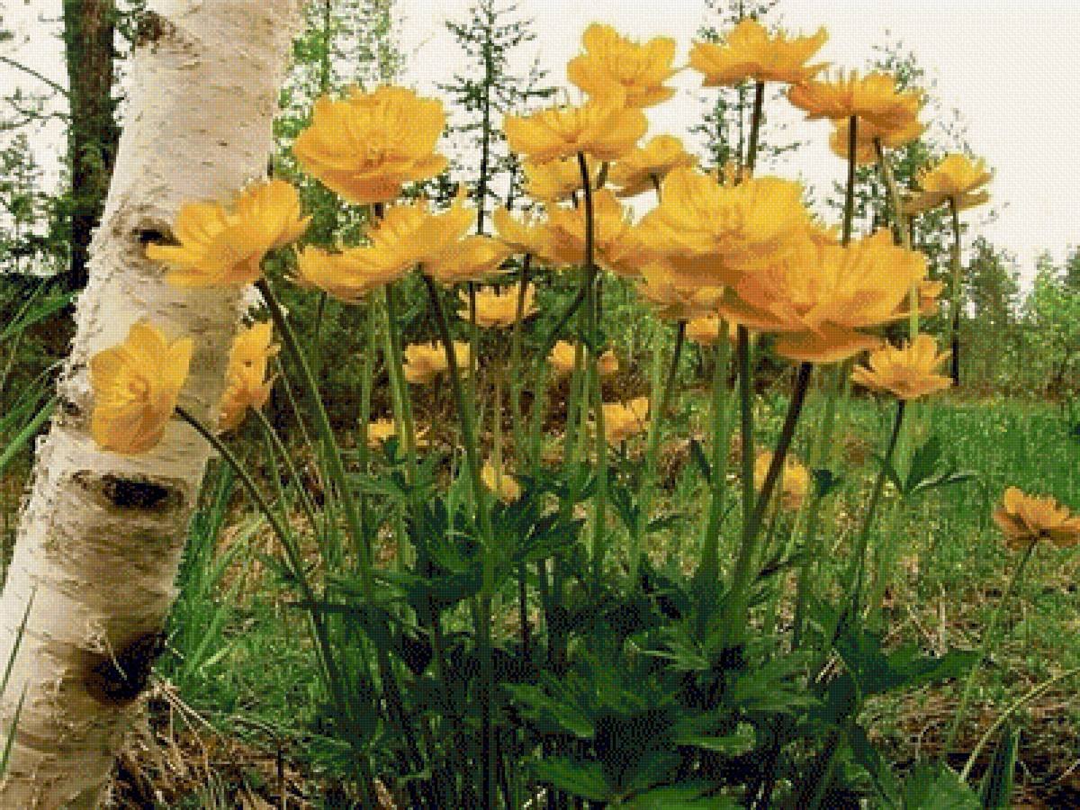 Купальница Сибирская