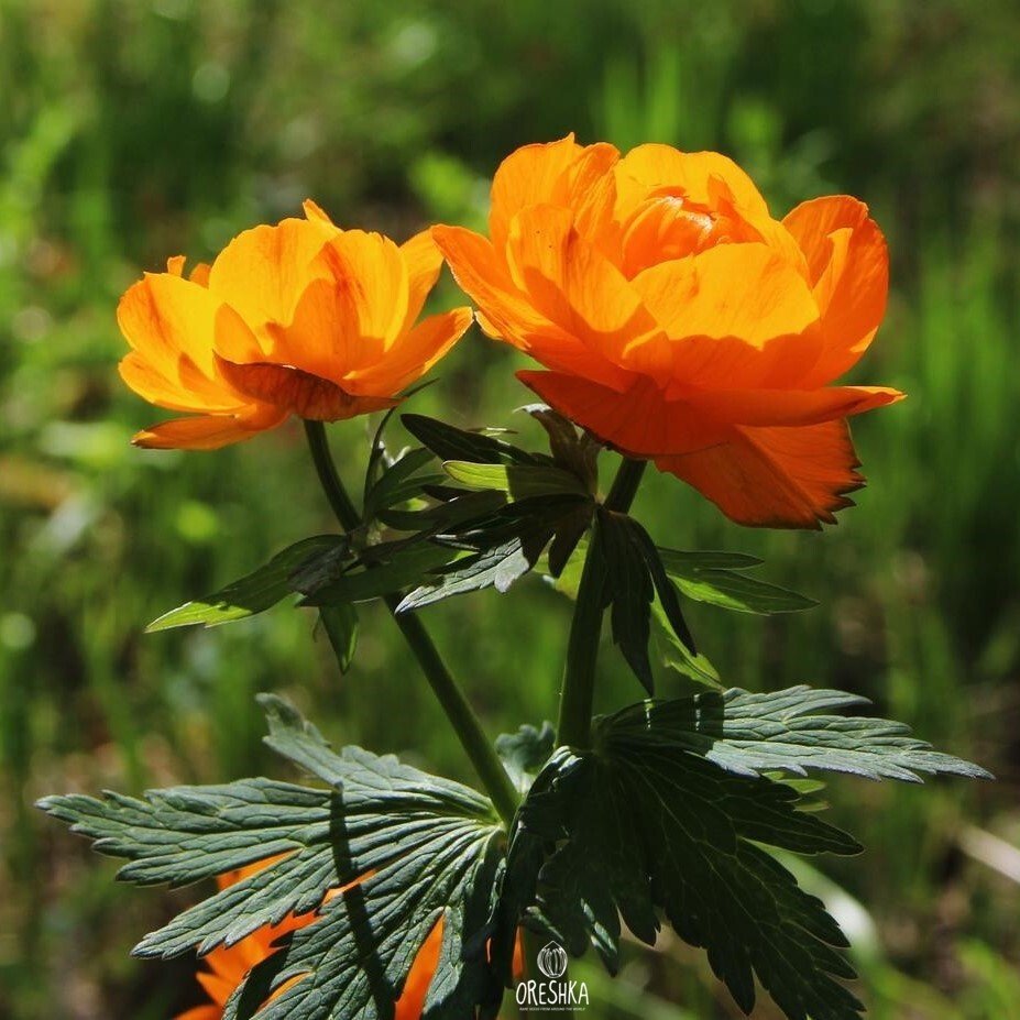Купальница троллиус