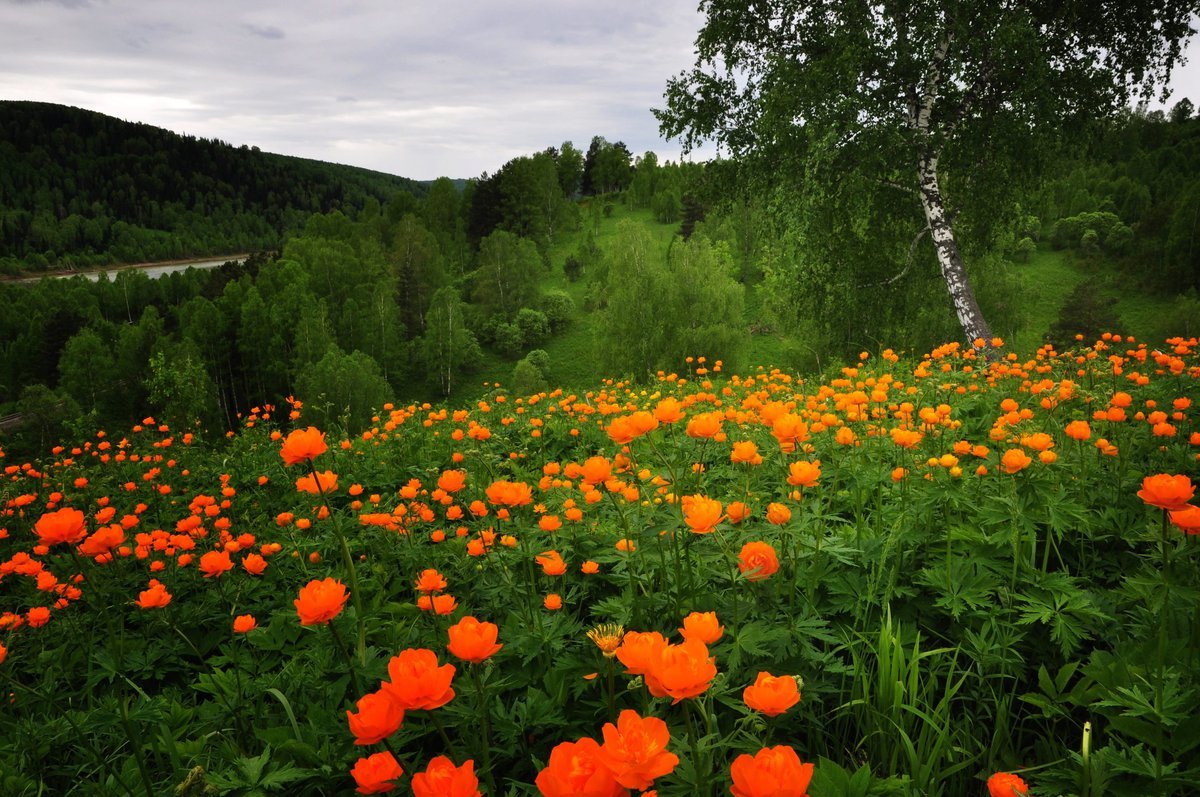 Купальница Сибирская роза