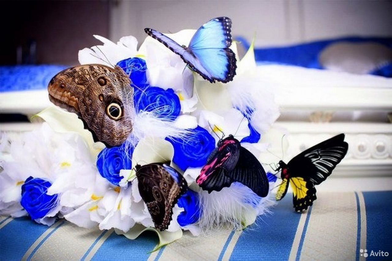 Живые бабочки с цветами. Букет и бабочка. Тропические бабочки. Красивый букет с бабочками. Живые тропические бабочки.