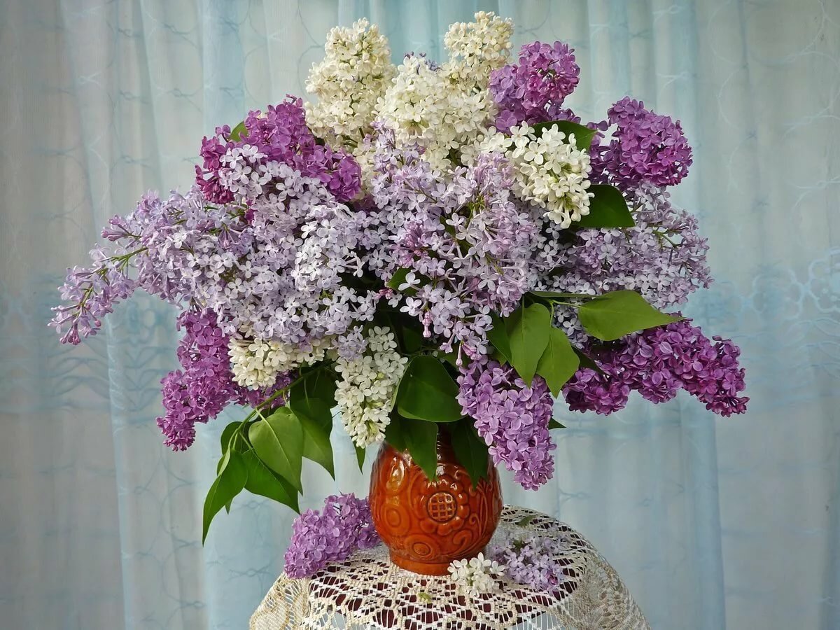Красивая сирень