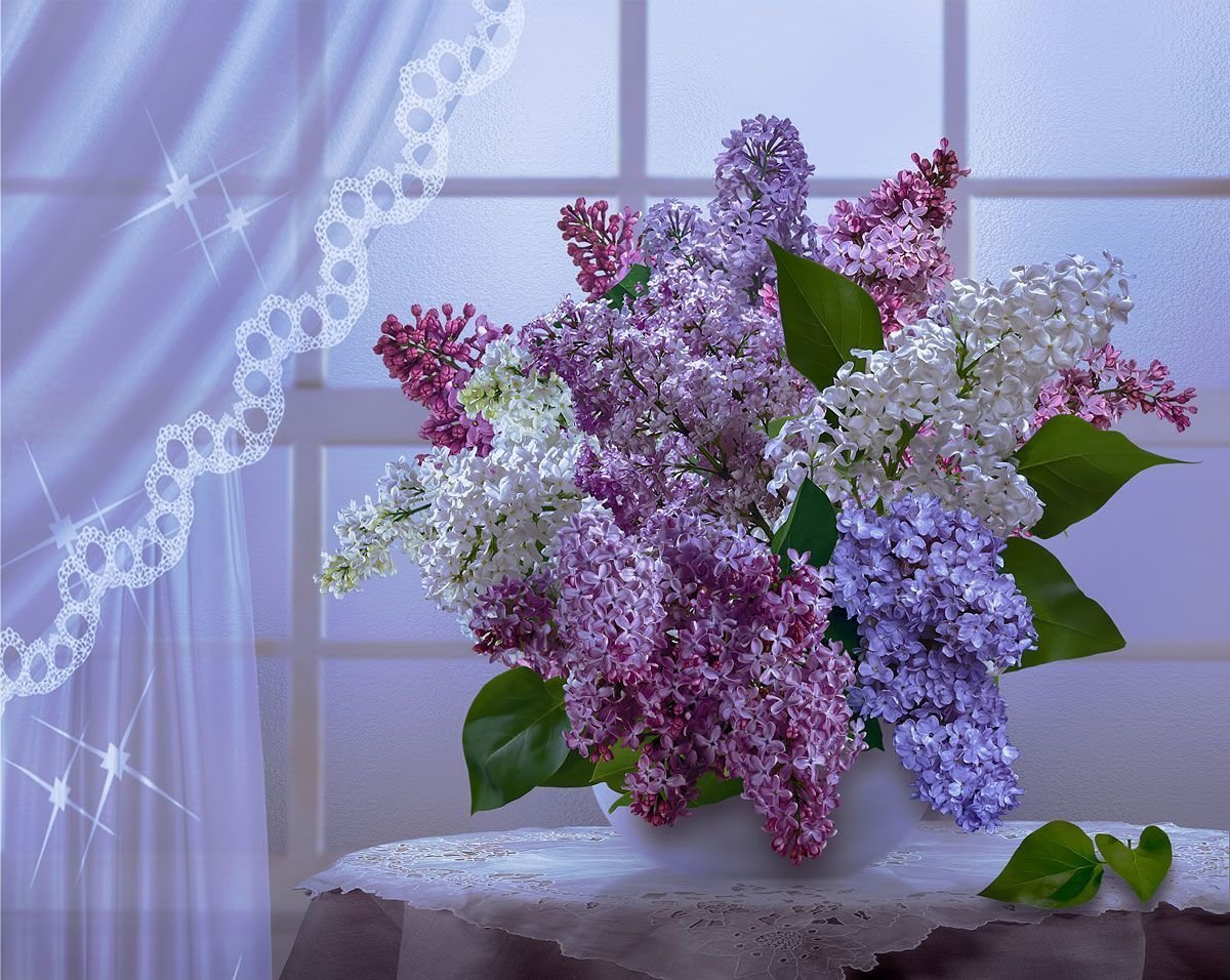 Берцелия сиреневая