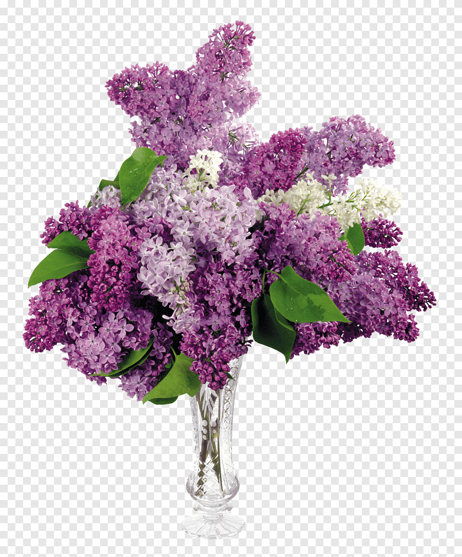 Сирень бархатистая