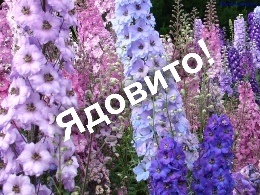 Цветы дельфиниум многолетний