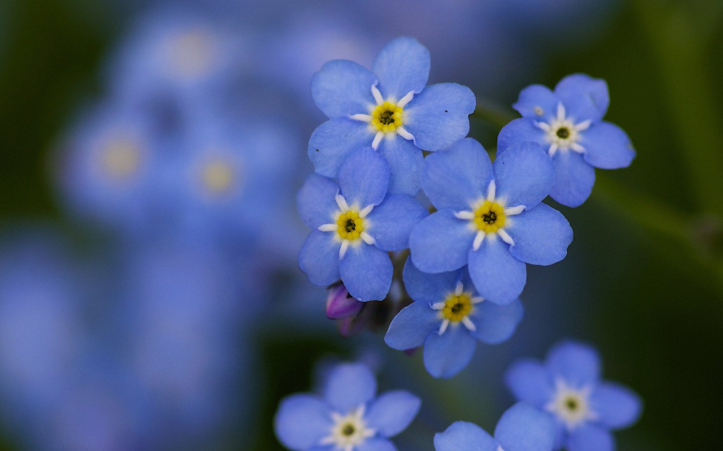 Незабудка самый. Голубые цветы незабудки. Голубые цветочки незабудки. Оттенок Незабудка. Небесно голубая Незабудка.