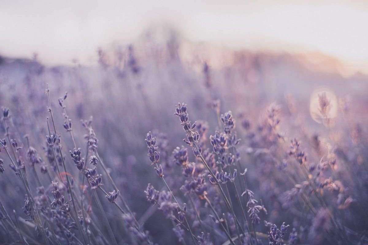 Лаванда Lavender aesthetic