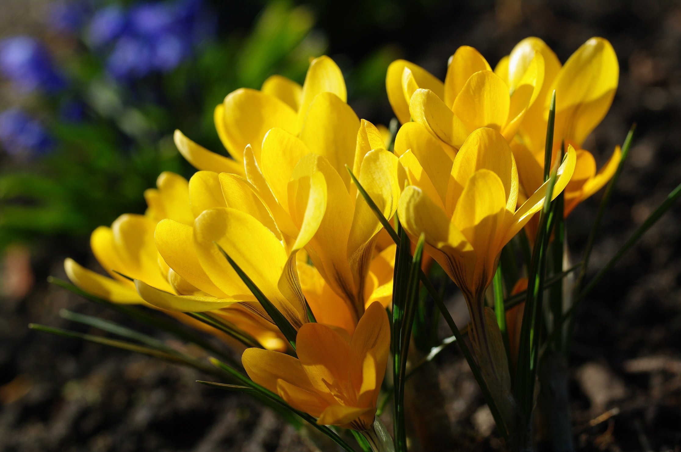 Желтые цветы первоцветы. Крокус крупноцветковый желтый. Крокус Йеллоу. Крокус желтый цветок. Крокус Биг Йеллоу.