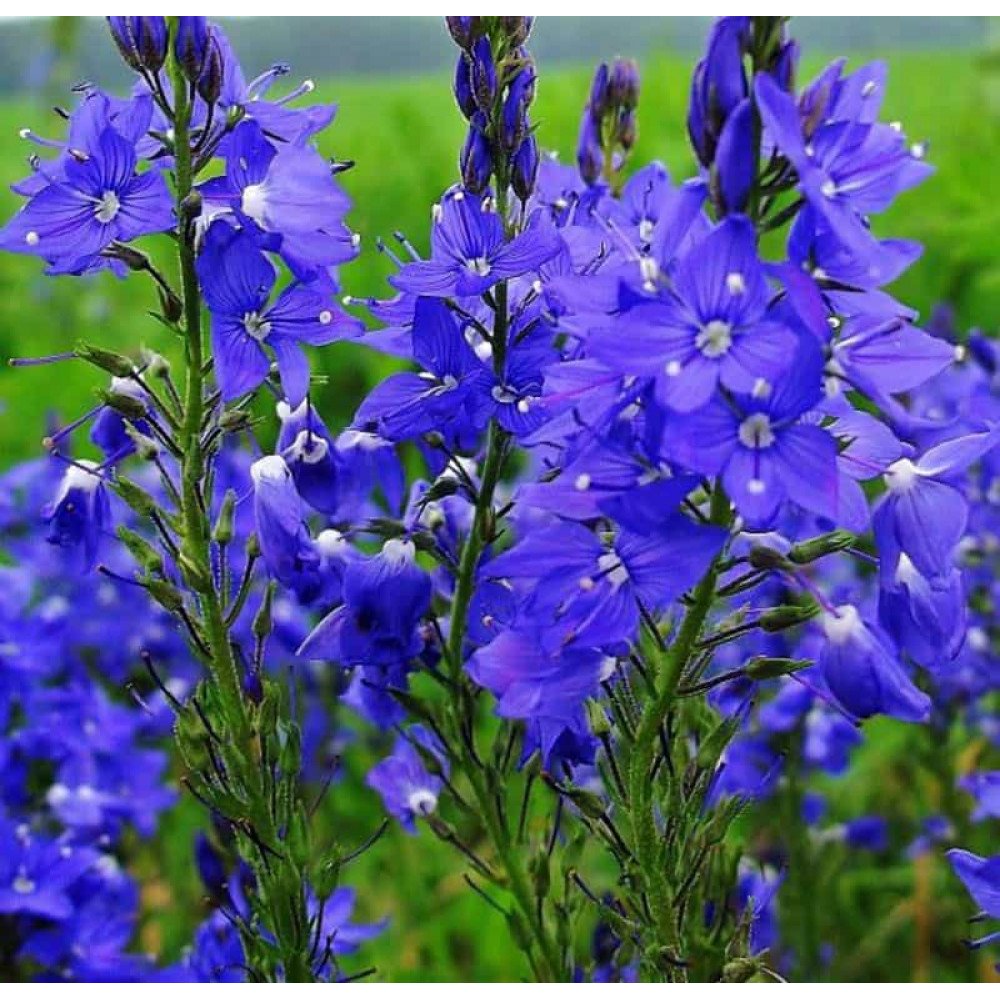 Вероника Австрийская 'Knallblau'