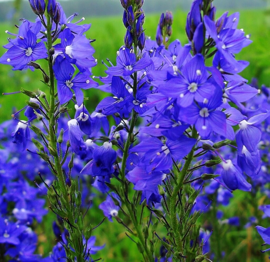 Вероника Австрийская 'Knallblau'